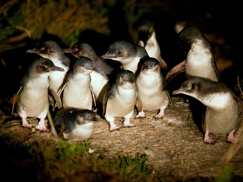 Bicheno Penguin Tours